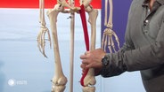 Ein Experte erklärt etwas anhand eines Skelett-Modells. © Screenshot 