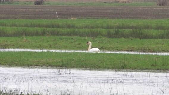 Ein Schwan zieht seine Kreise auf einem überschwemmten Acker. © Screenshot 