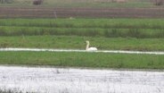 Ein Schwan zieht seine Kreise auf einem überschwemmten Acker. © Screenshot 