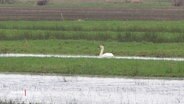 Ein Schwan schwimmt auf einem überschwemmten Feld. © Screenshot 