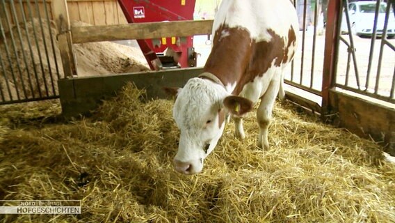 Eine Kuh frisst Heu in einem Stall © Screenshot 