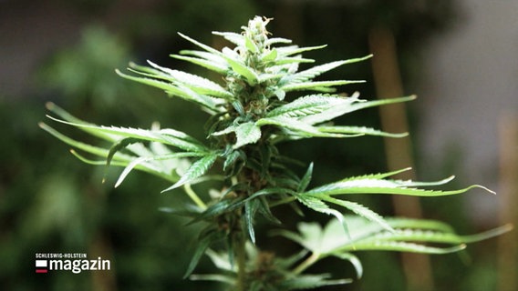 Cannabis-Pflanze © Screenshot 