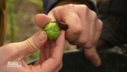 Hände halten einen Rosenkohl. © Screenshot 