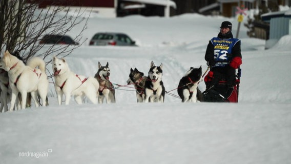 Jörg Pohmer auf dem Schlitten im verschneiten Schweden, vor dem seine Hunde gespannt sind. © Screenshot 
