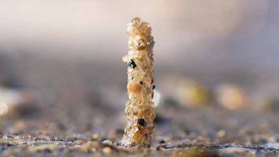 Nahaufnahme eines winzigen Türmchens aus Sandkörnern © Screenshot 