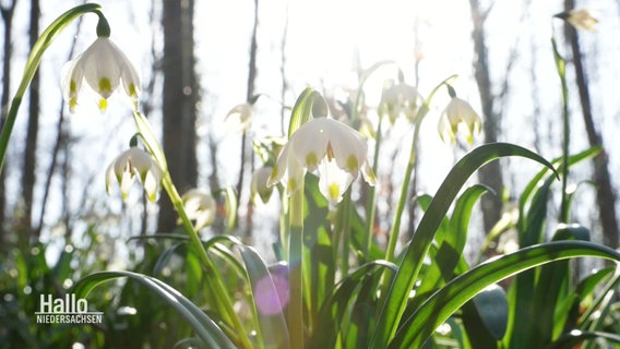 Märzenbecher blühen im Sonnenlicht. © Screenshot 