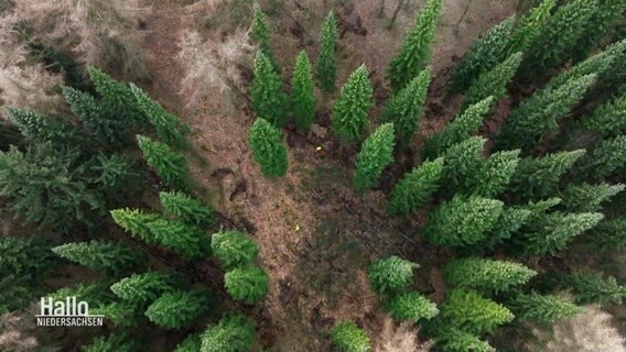 Eine Luftaufnahme von Tannen in einem Wald. © Screenshot 