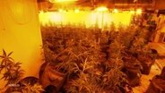 Eine Cannabis-Plantage in einem Keller. © Screenshot 