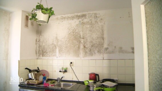 Eine schimmelbefallene Wand in einer Küche. © Screenshot 
