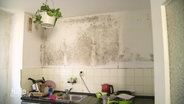 Eine schimmelbefallene Wand in einer Küche. © Screenshot 