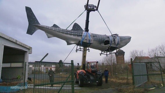 Ein großes Modell eines Walhais wird transportiert. © Screenshot 