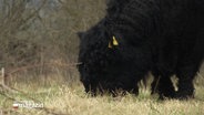 Ein schwarzes Galloway-Rind frisst Gras. © Screenshot 