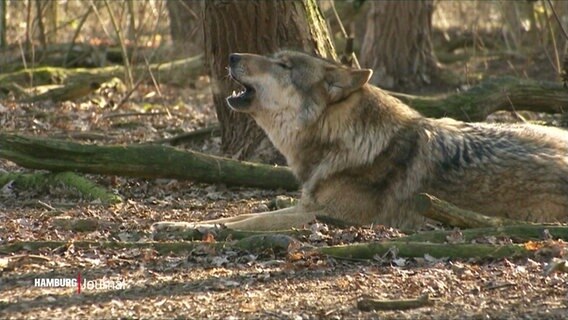 Ein Wolf liegt auf dem Waldboden und heult. © Screenshot 