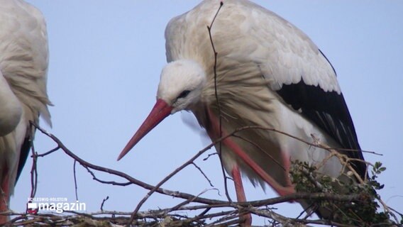 Ein Storch in Schleswig-Holstein, frisch eingetroffen aus den Überwinterungsgebieten © Screenshot 