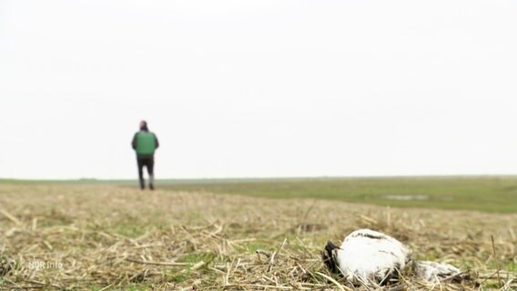 Ein toter Vogel liegt auf einem Feld. © Screenshot 