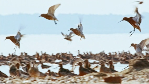 Zugvögel am Wattenmeer © Screenshot 