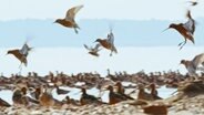 Zugvögel am Wattenmeer © Screenshot 