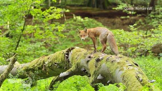 Ein Fuchs schaut in die Kamera des Waldfotografen Roman Vitt. © Screenshot 
