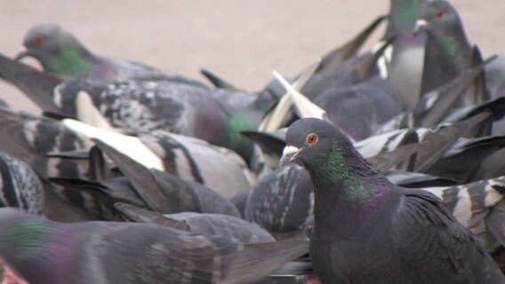 Ein Schwarm Tauben wuselt umher. Ein Vogel hebt den Kopf und schaut in die Kamera. © Screenshot 