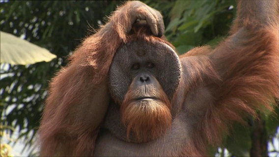 Ein Orang-Utan sitzt in seinem Gehege im Zoo und kratzt sich am Kopf. © Screenshot 