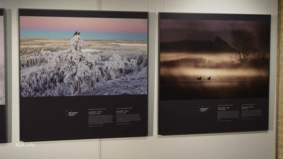 Naturfotografien wie diese sind ab sofort im Schleswiger Stadtmuseum zu bestaunen. © Screenshot 