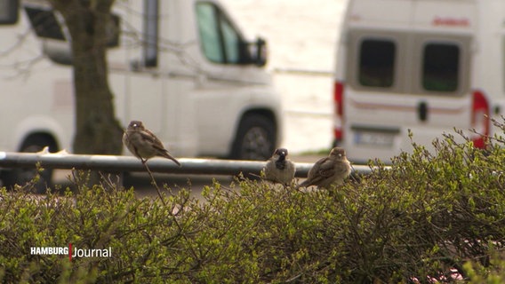 Drei Sperlinge auf einer Hecke. © Screenshot 