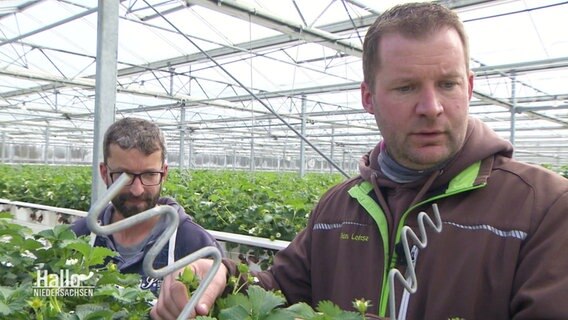 Landwirte kontrollieren Erdbeerpflanzen in einem Gewächshaus. © Screenshot 