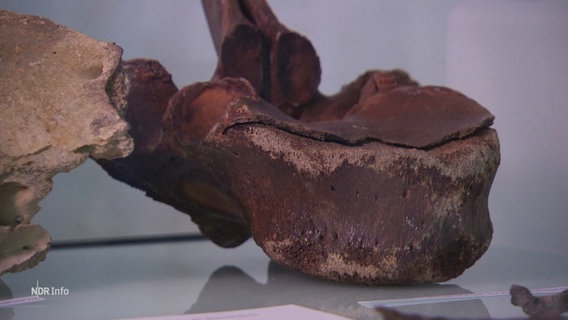 Ein Knochenexponat im Landesmuseum. © Screenshot 
