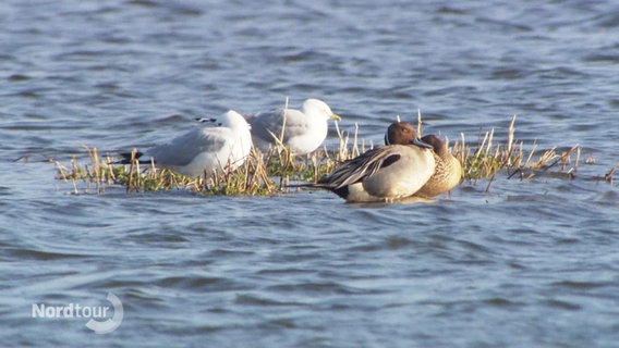 Enten und Möwen sitzen auf einer kleinen Sandbank in einem See. © Screenshot 