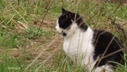 Eine Katze sitzt im Gras. © Screenshot 