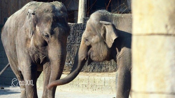 Im Zoo: Zwei Elefanten. © Screenshot 