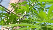 Cannabis-Pflanzen in einem Gewächshaus © Screenshot 