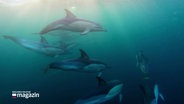 Unterwasseraufnahmen von Delfinen aus einem Film des "Green Screen Festivals". © Screenshot 