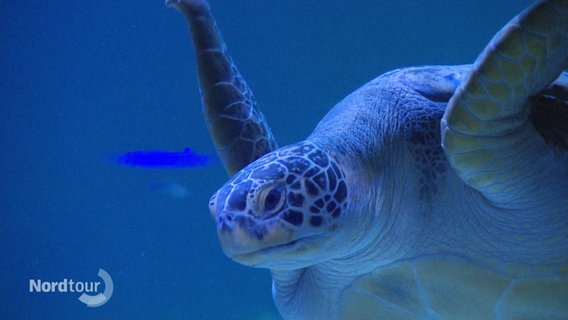 Eine Schildkröte treibt im Wasser. © Screenshot 