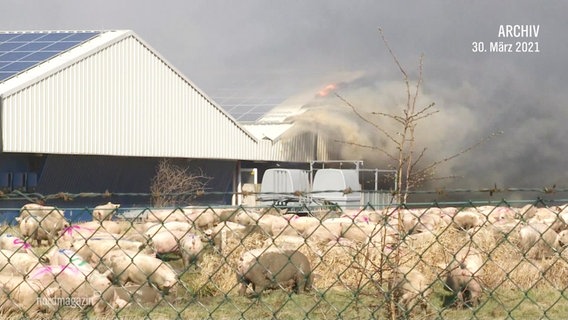 Eine Halle brennt, während Schweine davor herumlaufen. © Screenshot 