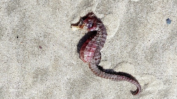 Ein Seepferdchen liegt im Sand. © Screenshot 