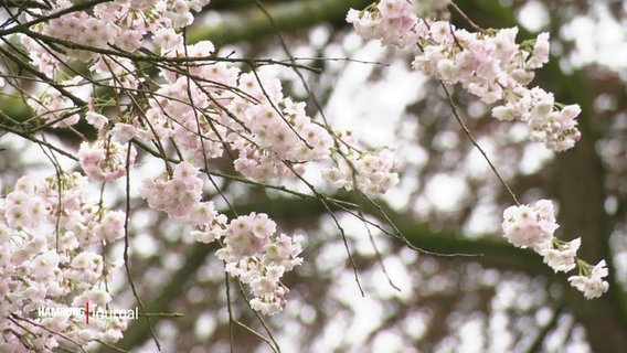 Blühende Zweige eines Kirschbaums. © Screenshot 