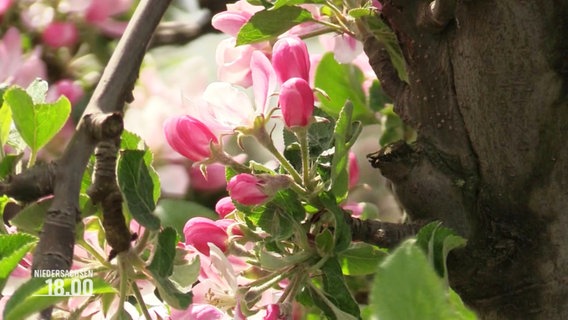 Blüten eines Obstbaumes. © Screenshot 