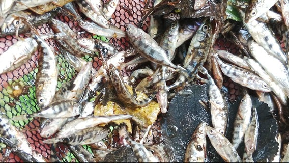 Mengen von toten Fischen hängen in einem Netz. © Screenshot 