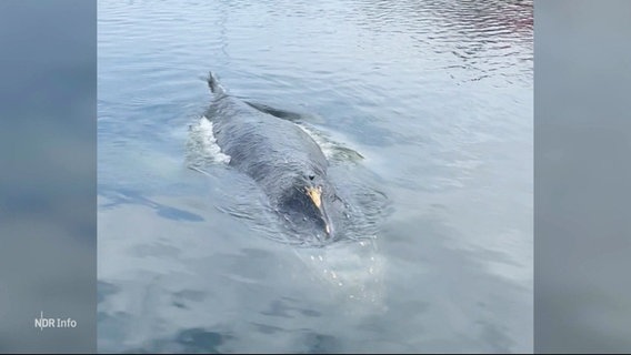 Ein Buckelwal in einem Hafenbecken. © Screenshot 