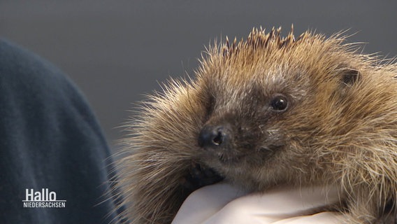 Ein Igel wird in einer Hand gehalten. © Screenshot 