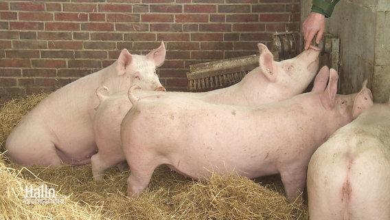 Schweine in Tierhaltung werden von einem Bauer gestreichelt. © Screenshot 