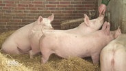 Schweine in Tierhaltung werden von einem Bauer gestreichelt. © Screenshot 