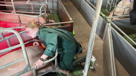 Die Landwirtin Lena Westerhoff begutachtet eines ihrer Mastschweine. © Screenshot 