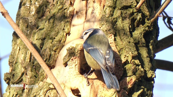 Ein Vogel hat sein Nest in einen Habitatbaum gebaut. © Screenshot 