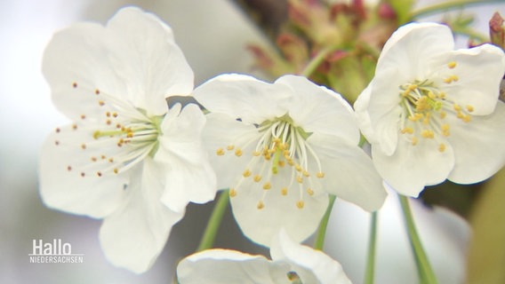 Apfelblüten in Nahaufnahme. © Screenshot 