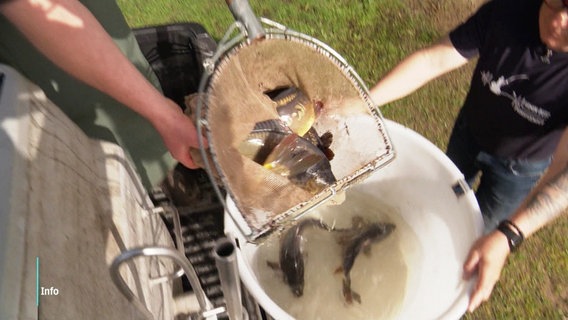 Ein Mann kippt gefangene Karpfen aus dem Kescher in einen großen, mit Wasser gefüllten weißen Eimer. © Screenshot 