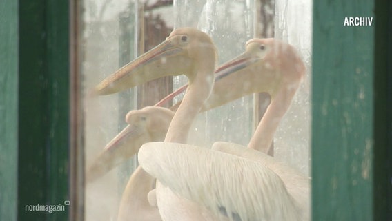 Drei Pelikane hinter einer Glasscheibe. © Screenshot 