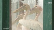 Drei Pelikane hinter einer Glasscheibe. © Screenshot 