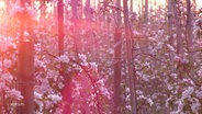 Blühende Obstbäume einer Plantage im Alten Land bei Sonnenaufgang. © Screenshot 